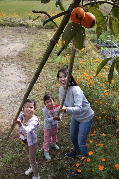 かわいらしい柿取り戦士の女子児童が大人に手助けしてもらいながら笑顔で竹竿をつかって実を収穫している写真