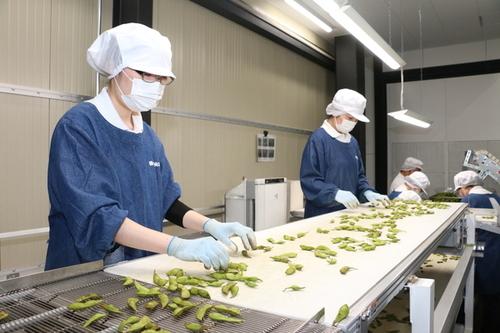 従業員が工場内でベルトコンベアを流れる黒枝豆を選別する様子の写真