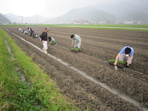 畑に一列になって黒大豆の苗を植えている篠山市役所の若手職員の写真