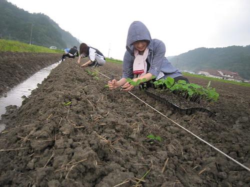 両手で黒大豆の苗を植えているパーカーのフードを被った人の写真