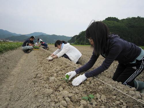 軍手をして黒大豆栽培の農作業体験をしている方々の写真