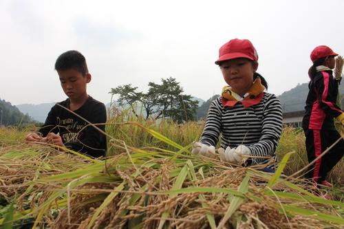 刈り取った稲を真剣な表情でまとめる男子児童と女子児童の写真