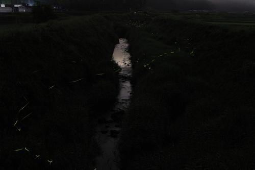 暗闇で綺麗な筋状の光を放ちながら飛ぶゲンジボタルの写真