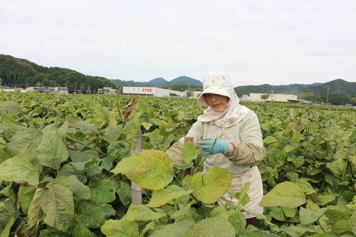 畑で黒枝豆の収穫作業の準備をする女性の写真