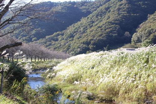 山あいに流れる小川とススキ野原が広がるのどかな風景の写真