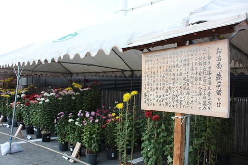 お苗菊の由来が書かれた木の立て看板とテント内に色とりどりの種類の菊花が並んだ菊花展の写真