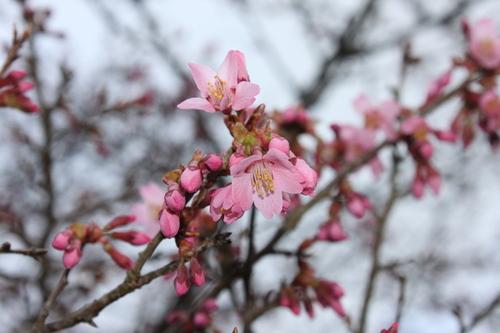 曇り空の下で開花している大山のオカメ桜の花と蕾がついた枝の写真