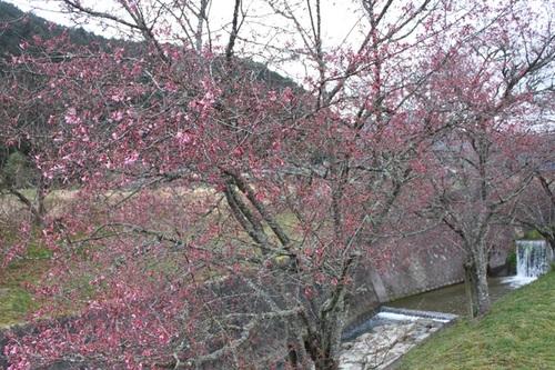 里山の自然の中でオカメ桜が開花している写真