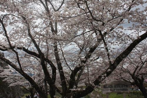 画面いっぱいに咲き誇る篠山城跡にある桜の基準木（4月3日午後1時現在）の写真