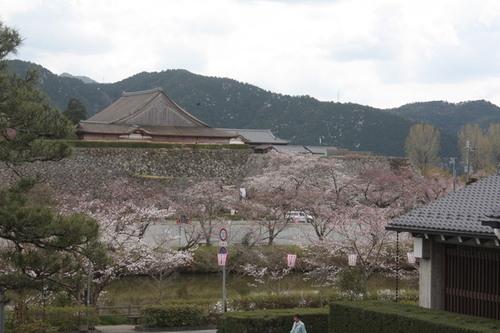 山々を背景にした篠山城跡の5分咲きの桜の写真