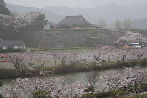 篠山城跡の小雨がふっている中での桜の開花の様子の写真