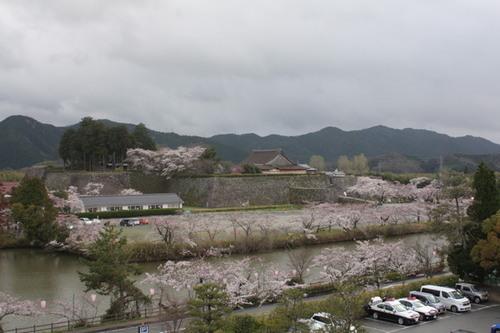 篠山城跡周辺の桜並木とピンクのぼんぼりが並んだ曇り空の日の写真