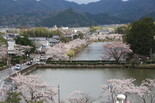 桜並木とぼんぼりでピンク一色に飾られた山の麓の篠山市街の写真