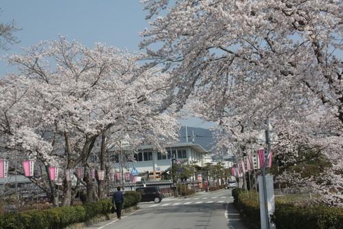 街道沿いに咲く桜並木とぼんぼりの写真