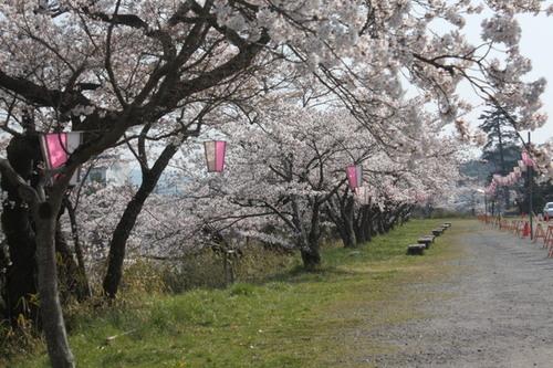 お堀に沿った道に咲く桜並木とぼんぼりの写真