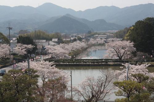 山々の麓にある篠山の街並みとお堀に沿って並ぶ桜並木の写真