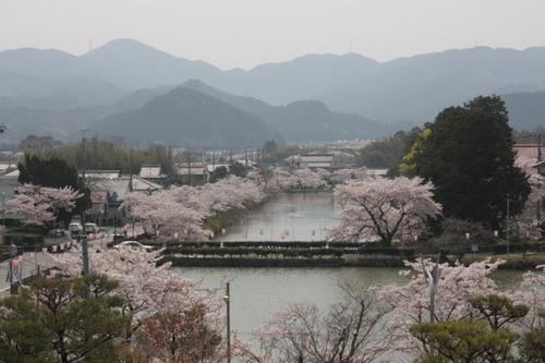 靄がかかった山々の麓の街並みと満開の桜並木の写真