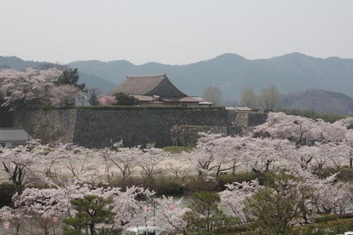 山々をバックに篠山城を満開の桜が取り囲む景色の写真