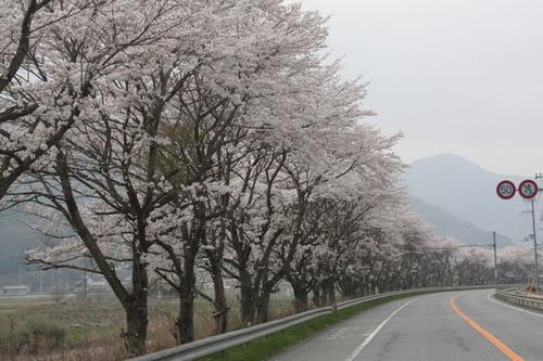 山が見える道路沿いの桜並木の写真