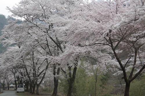 満開のささやまの森公園の桜の写真
