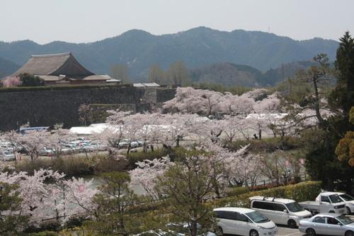 綺麗な満開の桜並木と篠山城跡の景色の写真