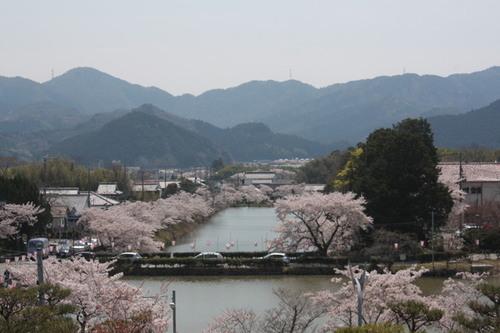 豊かな自然と山々に囲まれた水辺の脇に咲き誇る桜の遠景の写真