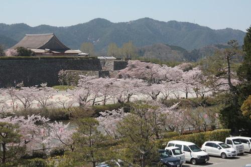 山々を背景にした篠山城跡でまだまだ見頃の桜並木の写真