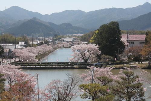 山々の麓の篠山市街と散り始めて少し枝が目立つようになった桜並木の写真