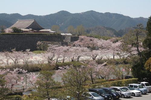 山々をバックにした篠山城跡を囲むように咲く散り始めの桜の写真