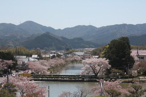 山々の麓の篠山市の街並みとお堀に沿った道に咲く散り始めの桜並木の写真