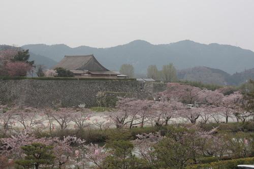 曇り空の日の篠山城跡の周りで花が散って萼の色が目立つようになった桜並木の写真