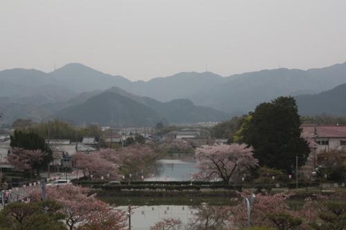 曇り空の篠山市街と見頃が終わりかけの桜並木の写真