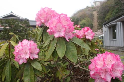 曇り空を背景に鮮やかなピンク色の花が5つ咲くシャクナゲの写真