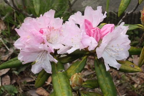 2つの薄ピンク色の花のひとつに3つの濃いピンク色のつぼみがついたシャクナゲの写真