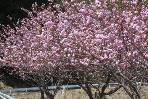 日光に照らされ燦然と淡紅色に輝く花びらをつけた3本の八重桜の木のアップの写真
