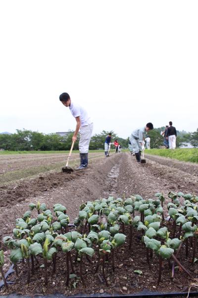 篠山市役所の職員たちが畑を鍬で耕している写真