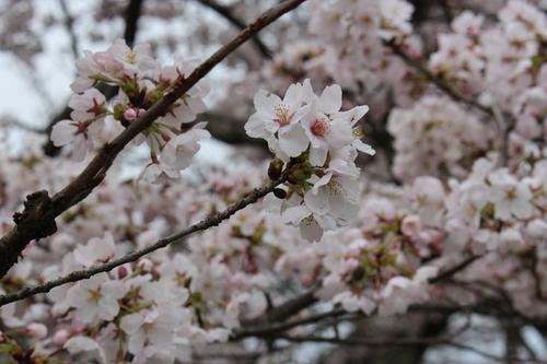満開の桜の中の1つの花のアップの写真