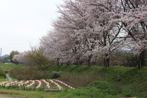 篠山川沿いの桜並木が遠くまで続く風景の写真