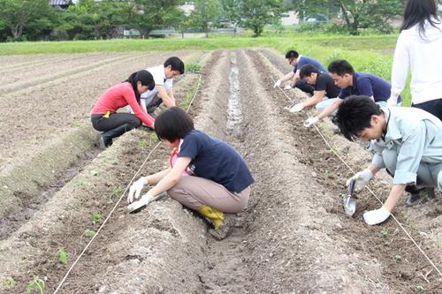 篠山市役所の職員たちが畑に黒枝豆の苗を植えている写真