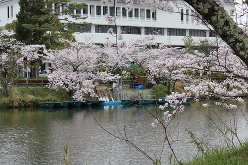 お堀の対岸から見た桜の木の下にあるお堀ボートの乗り場の写真