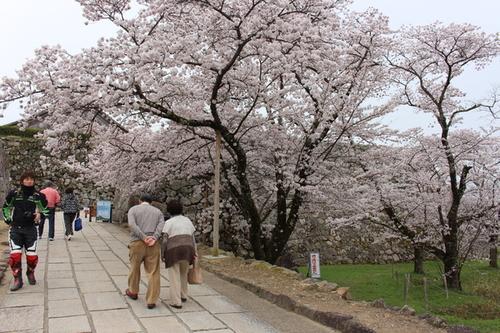 篠山城跡登り口の基準木が満開に咲き誇っている様子の全体を写した写真