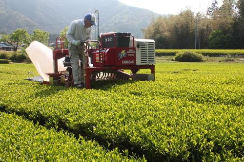 男性が赤色のトラクターでお茶刈りをしている様子の写真