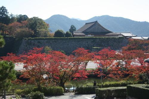 篠山城跡のお堀端にある赤く色づいた桜並木の写真