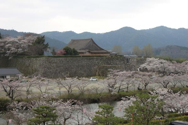 曇り空の篠山城跡に咲く満開の桜の写真