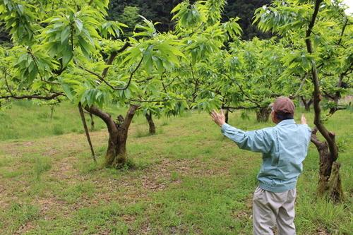 木と木の間の説明をされている丹波ささやま栗振興会長の西垣さんの写真