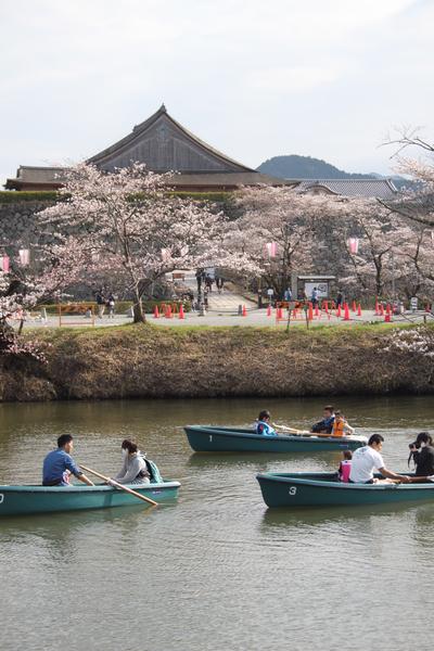 多くの人々がボートに乗りながら篠山城跡の桜の花見をしている写真