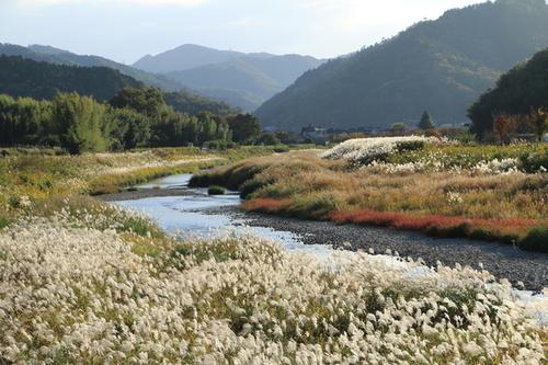 穏やかな日差しに水面を光らせる篠山川のそばに風でなびく黄金色のすすきの写真