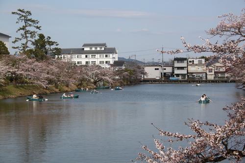 奇麗に咲いた桜と沢山のボートが出ている篠山城跡の写真