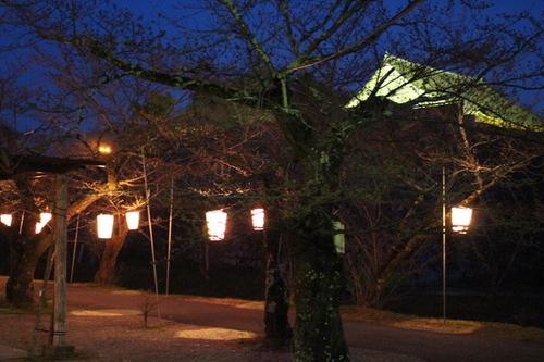 開花を待つ桜の木をぼんぼりの灯りが照らし出す夜の篠山城跡周辺の写真