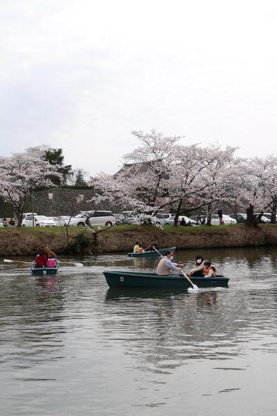桜が咲いている北堀でボートを楽しむ方々の写真
